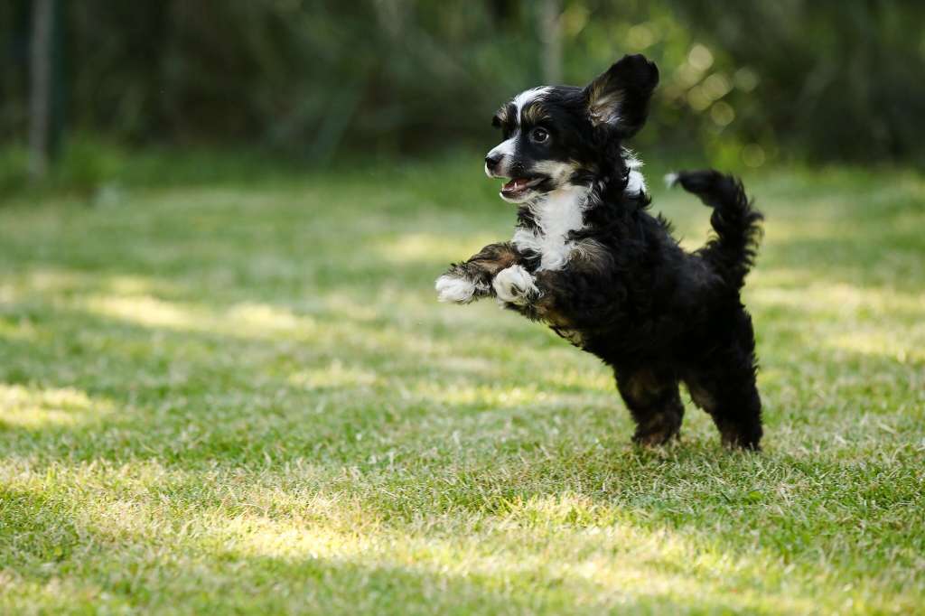 Brave Bénnett Légend de l 'Amour