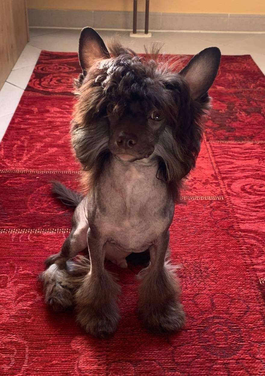 Cellini Dream Of Coffee FCI