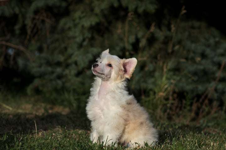 Imperatorskiy Kapriz Mileniym