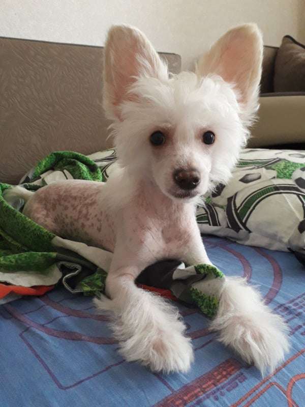 Imperatorskiy Kapriz Neitan