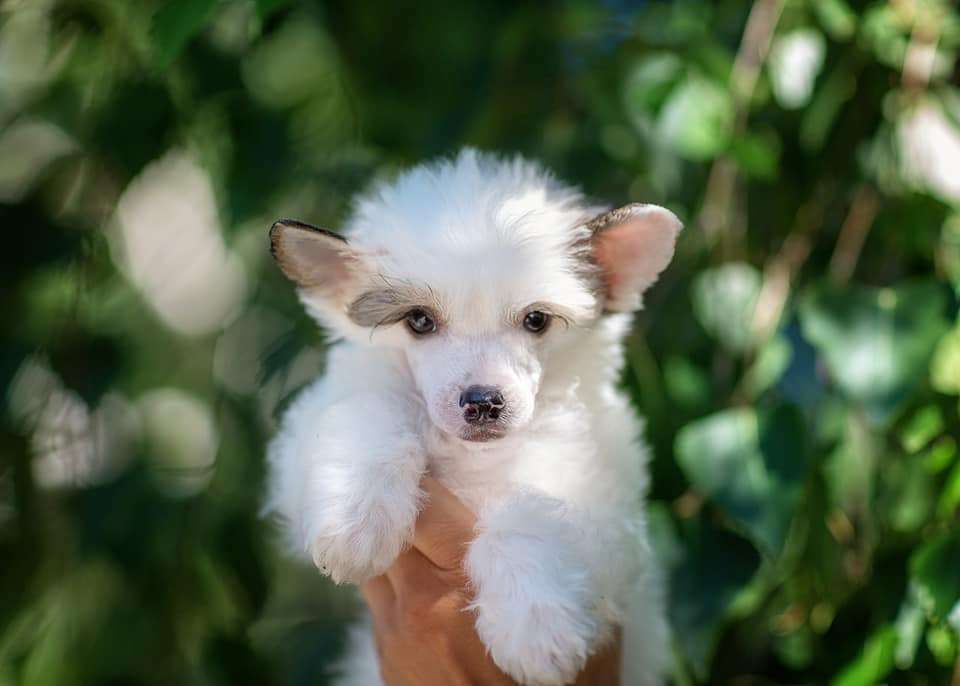 Imperatorskiy Kapriz Nion Laits