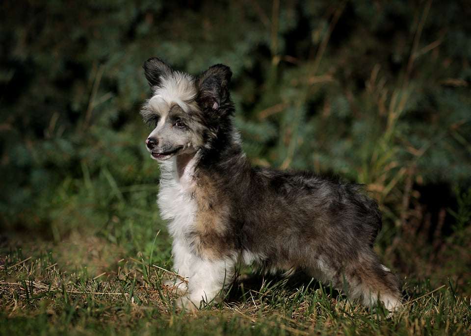 Imperatorskiy Kapriz Nordi