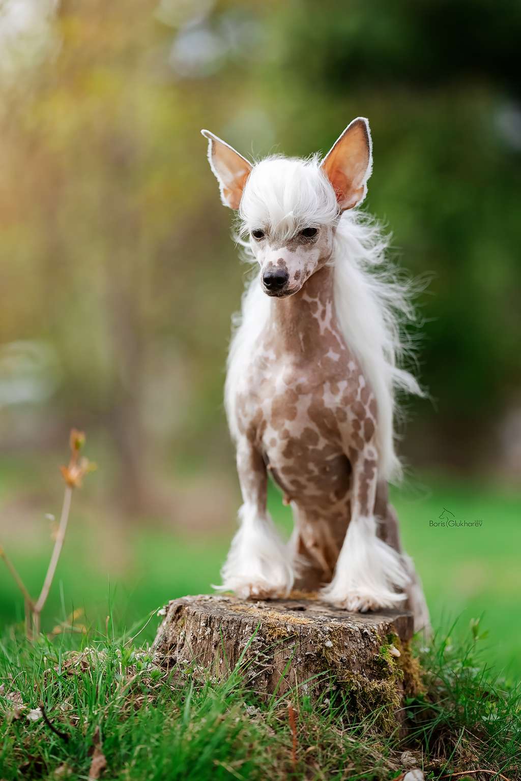 Ksolo Club Zhi-Van-Shi