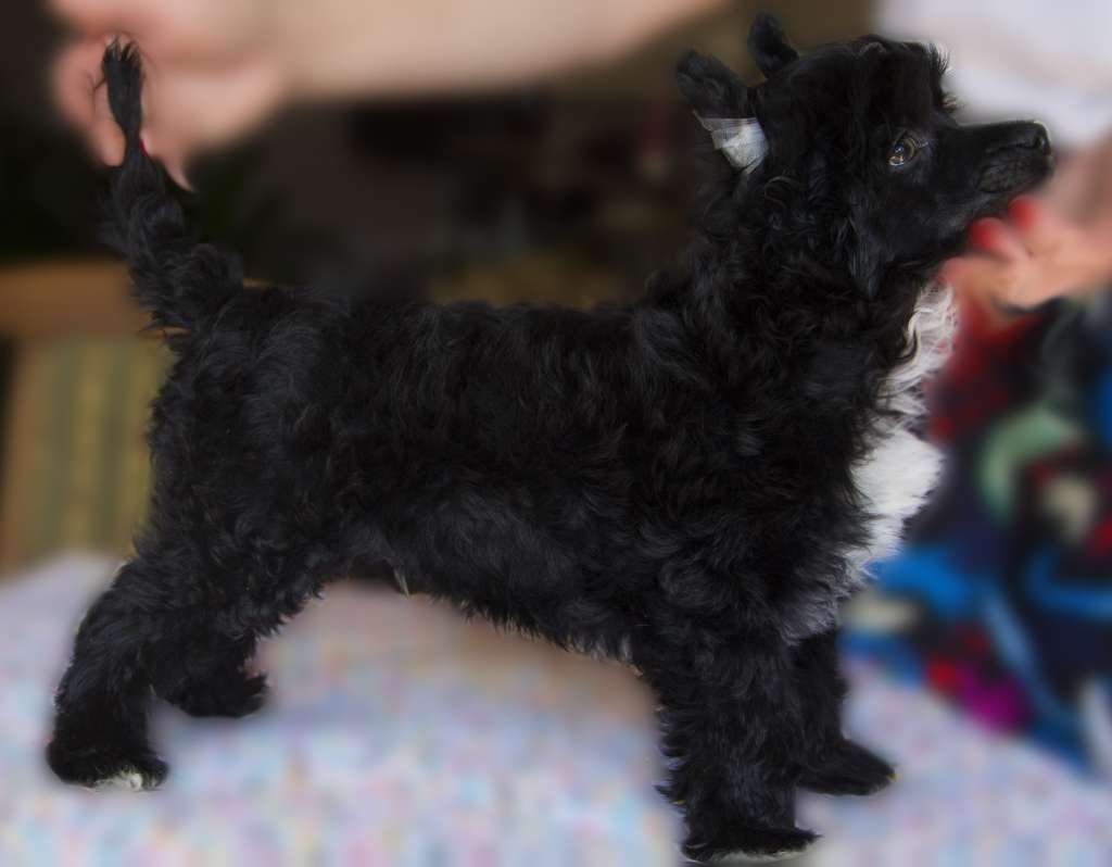 Billy Zaczarowany Flet Z Królestwa Agarthi