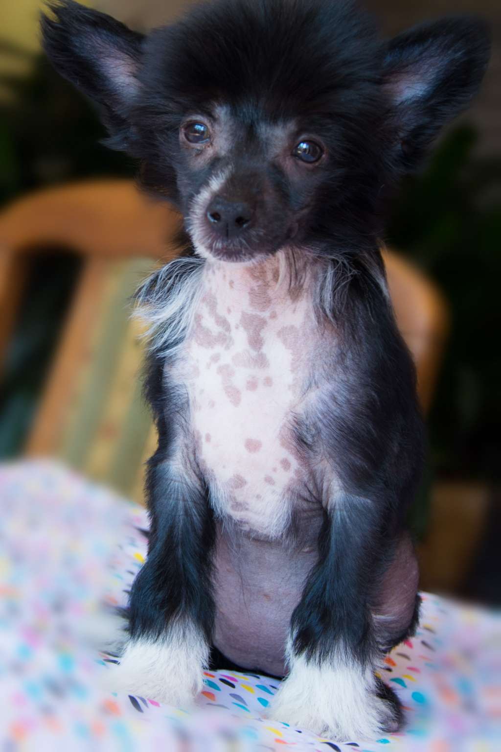 Gracja Gardenia Zaczarowany Flet