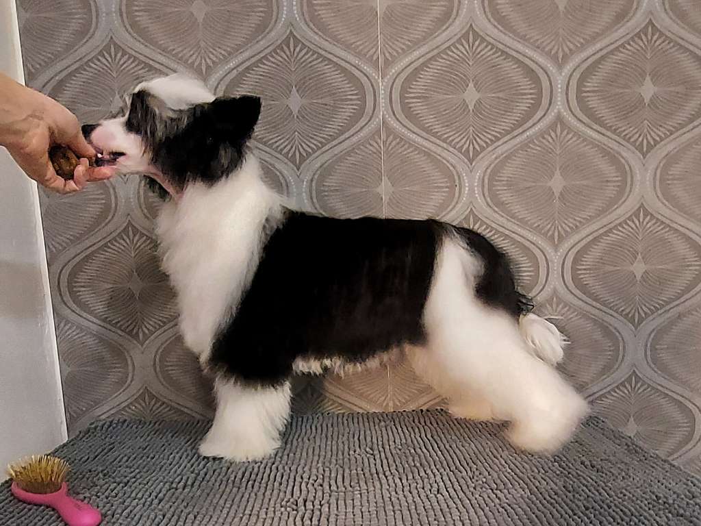 Naked Stars Quarantine Queen