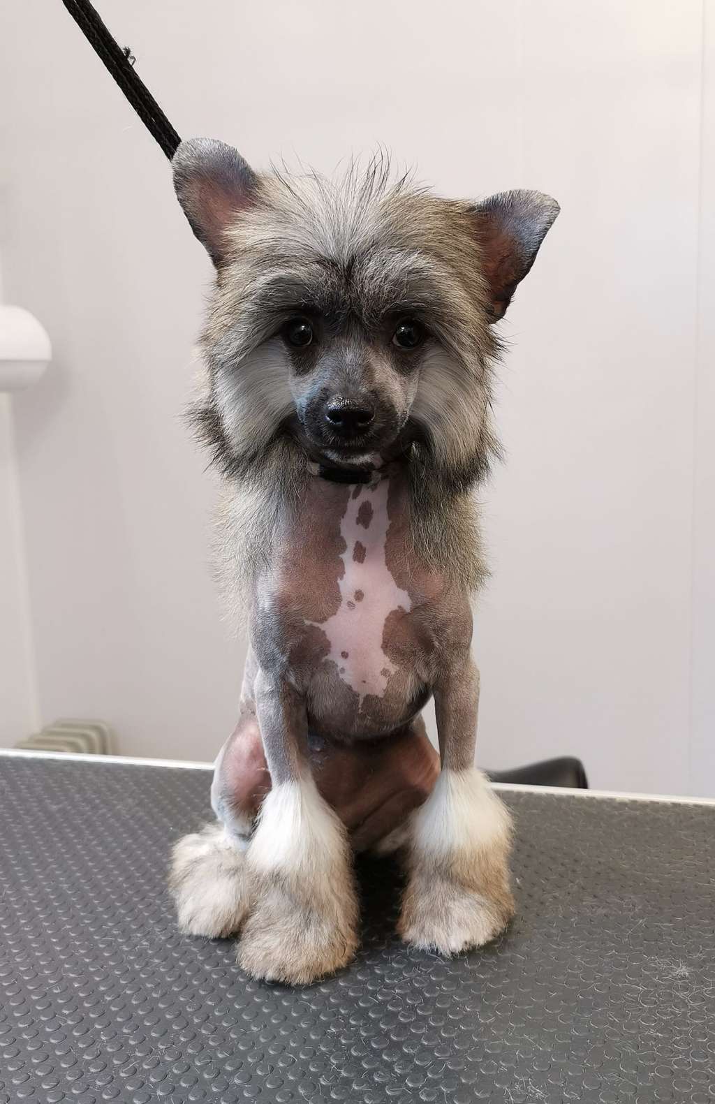 Samhaigh Cithrel Biwarin at Fridfion