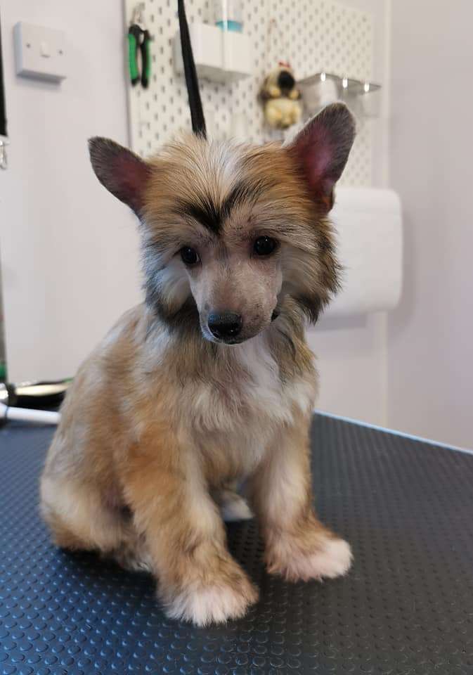 Samhlaigh Calaena Leomaris at Fridfion