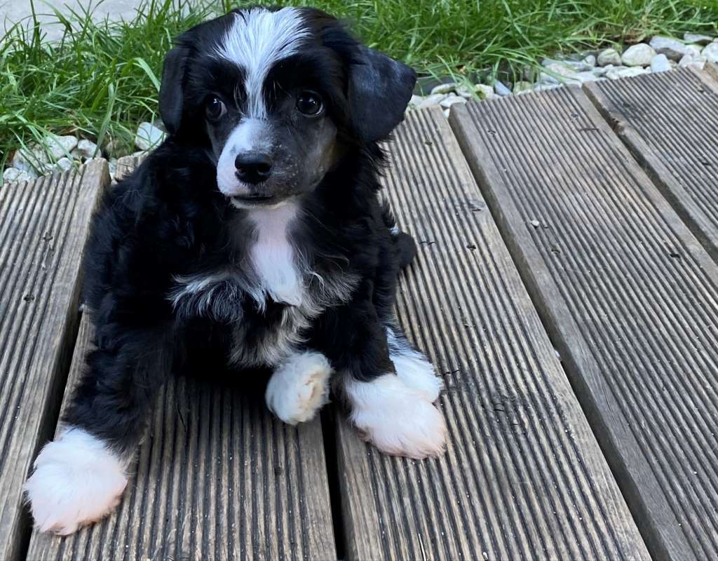 Touch My Soul Biscuit