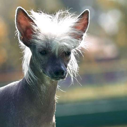 CC Top Exclusive Cherry Brandy