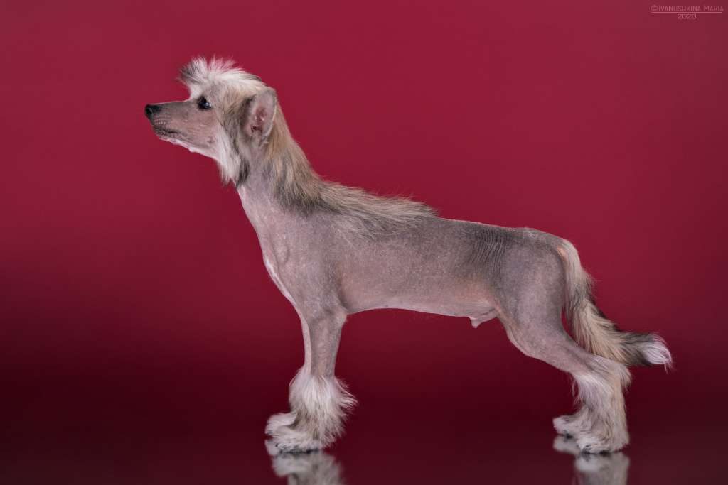 Grand Passage Dzhoker