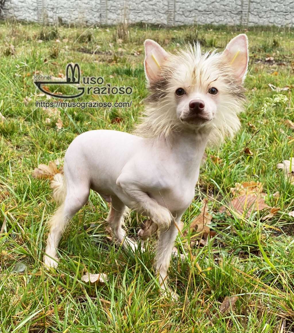 Muso Grazioso By Vinnie Choc Locks