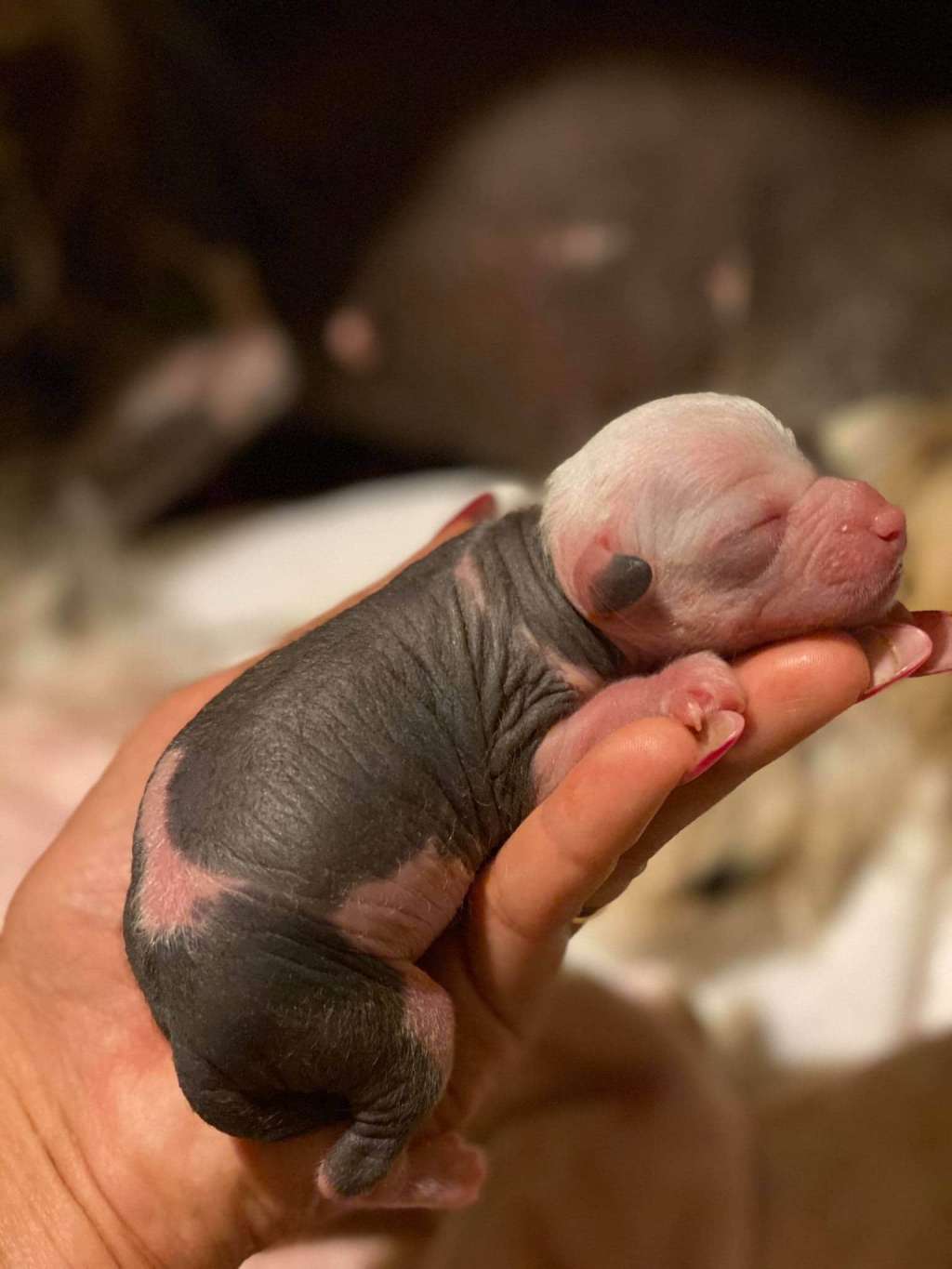 Kings paws Nijani K...