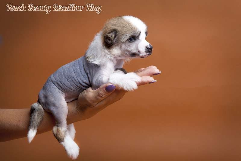 Touch Beauty Excalibur King