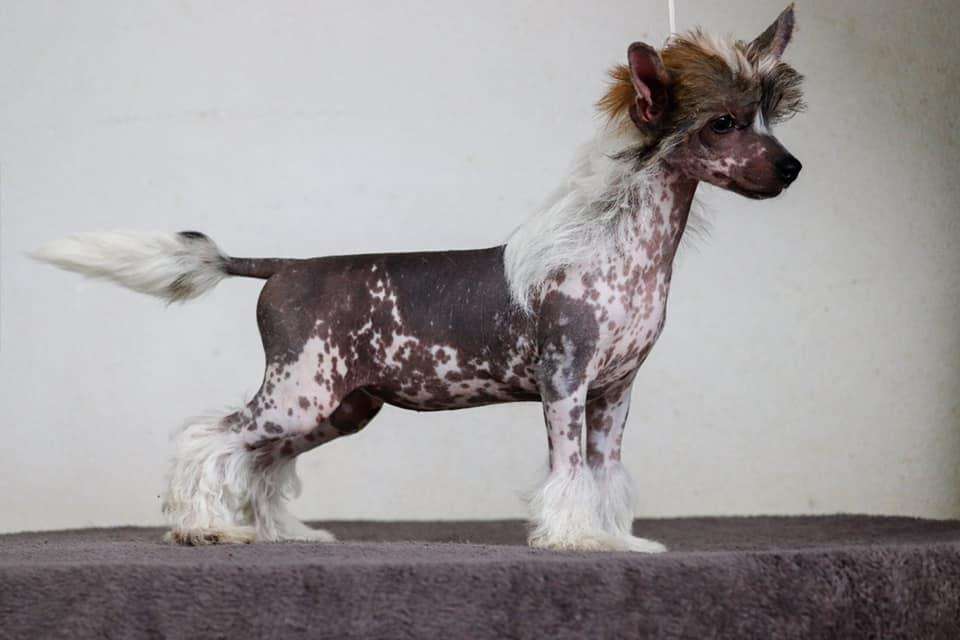 Habanero?s Crest Made In Italy