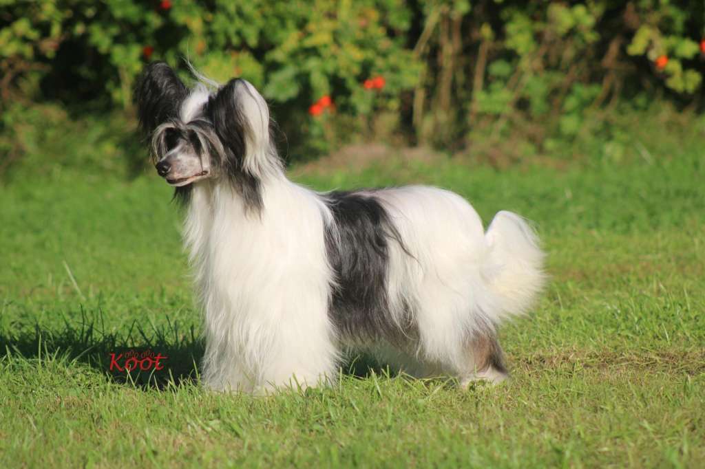 Happy Dancing Jonkvrouw Koot