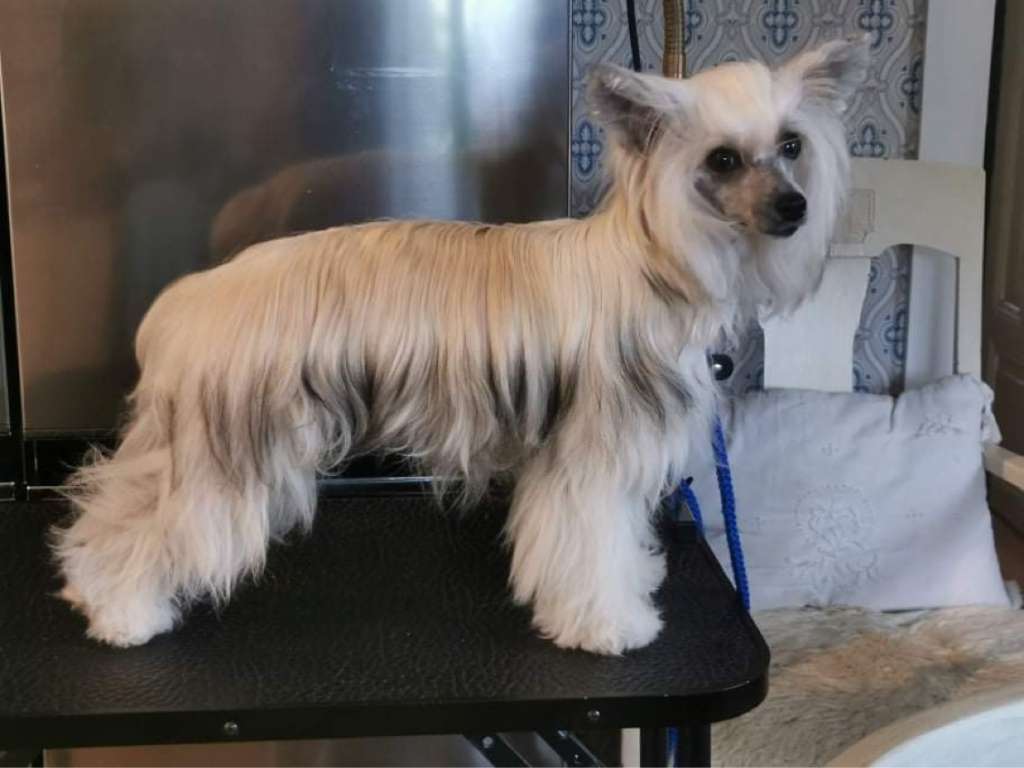 Tinklecrest Dainty Daisy