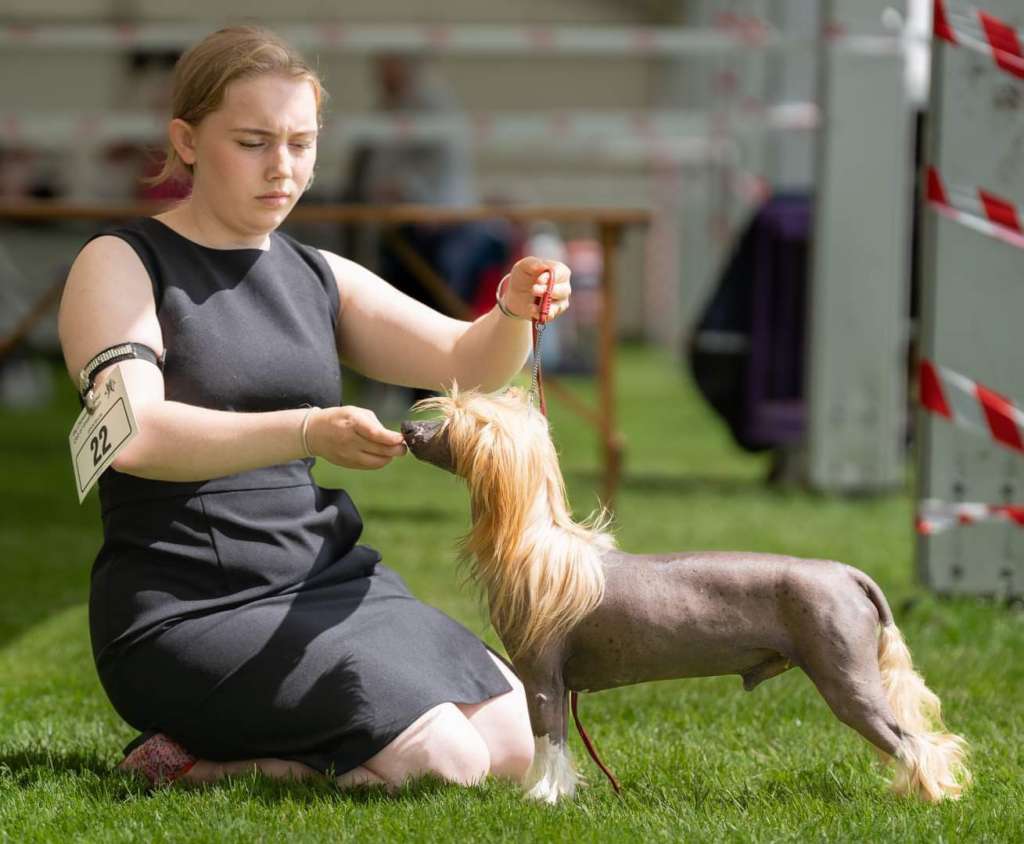 CH.Joyway's I'm A Star at Bryelis