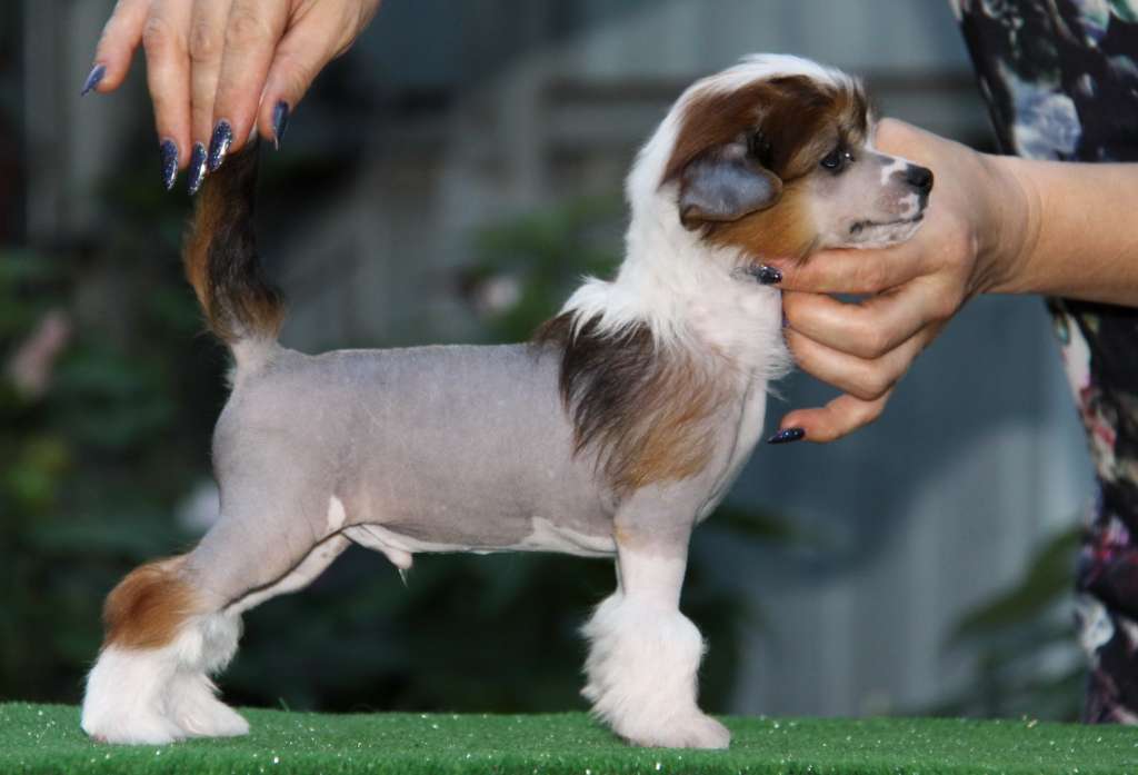 Zheneva-Debjut Brayan