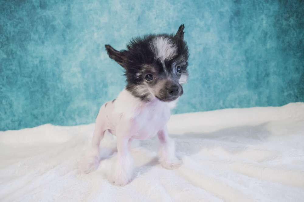 Oro Antenati Dont Stop Me Now