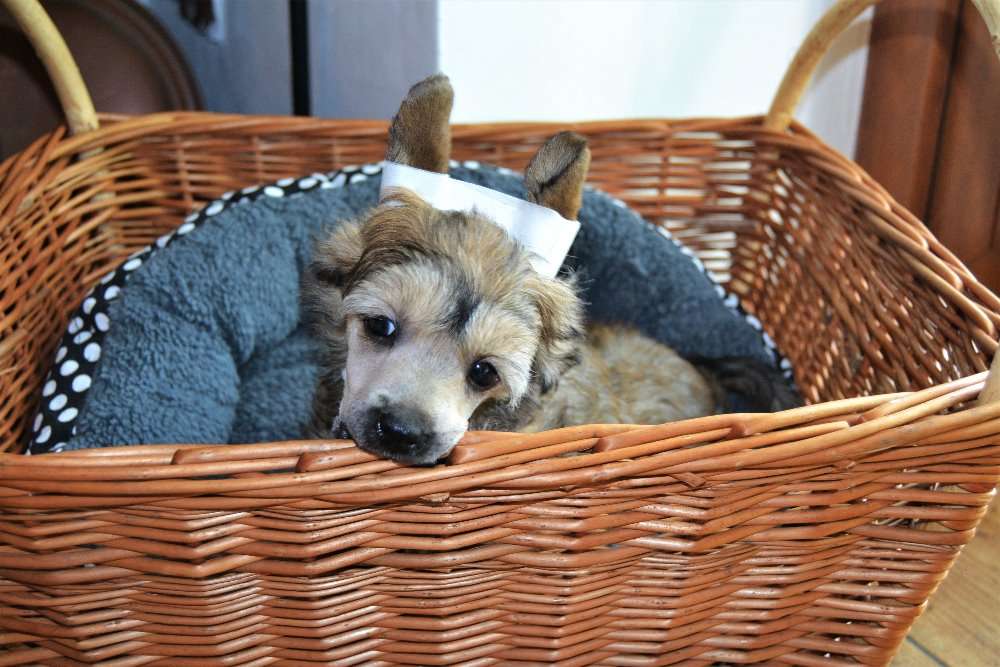 Dante Eliach Pompinell