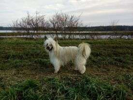 Douglas Fly Pompinell