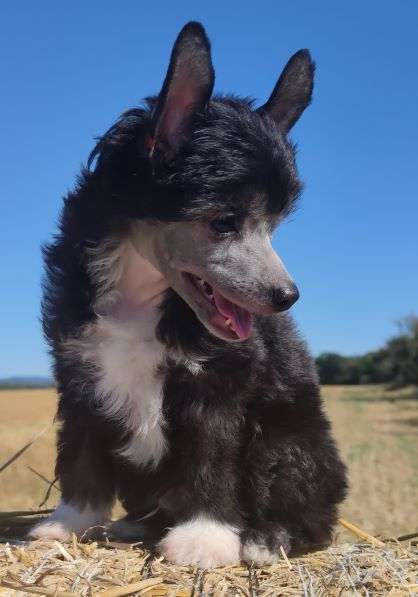 Fuji Flash Pompinell'