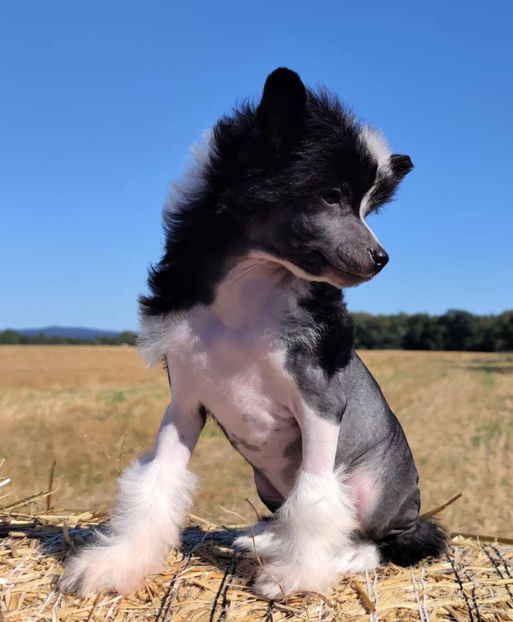 Filipa Lota Pompinell'