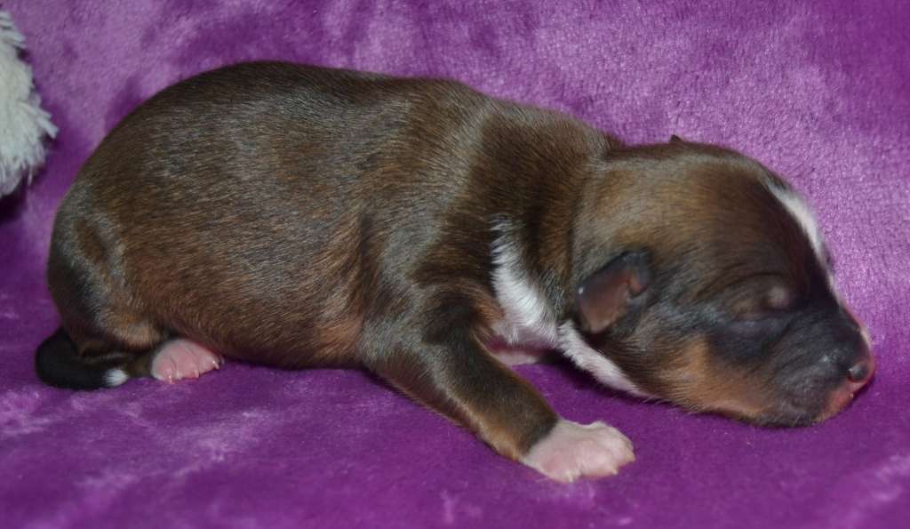 Jasnenka Milfra-Moravia