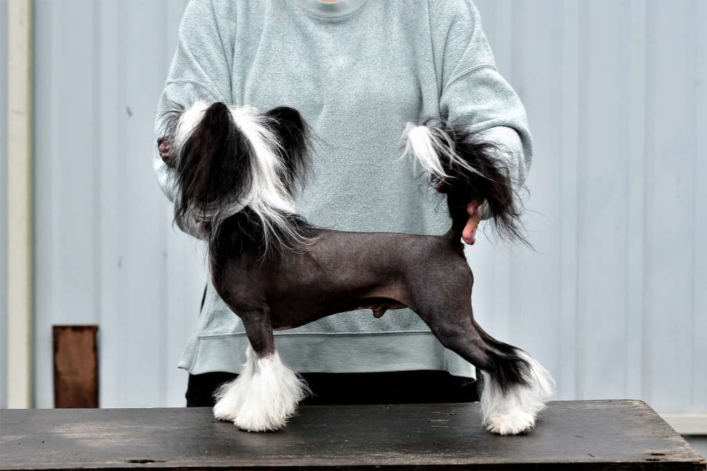 Sol'tanto Never Give-Up