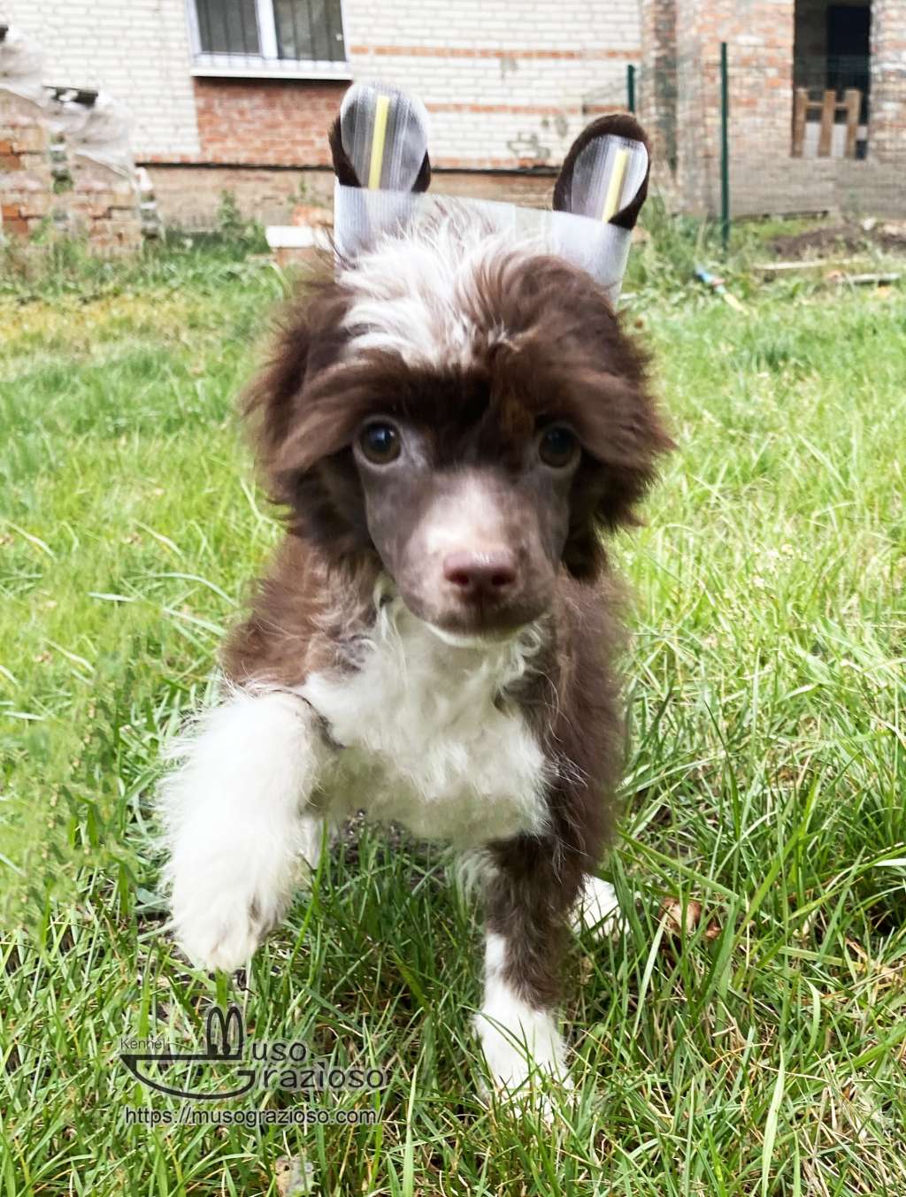 Muso Grazioso California Gurls