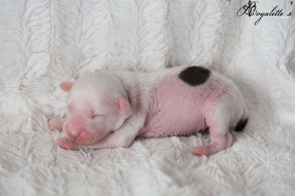 Royalette's Home Is Where The Anchor Is