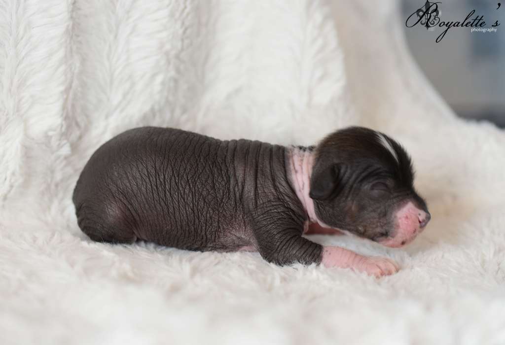 Royalette's Hit The Nail On The Head