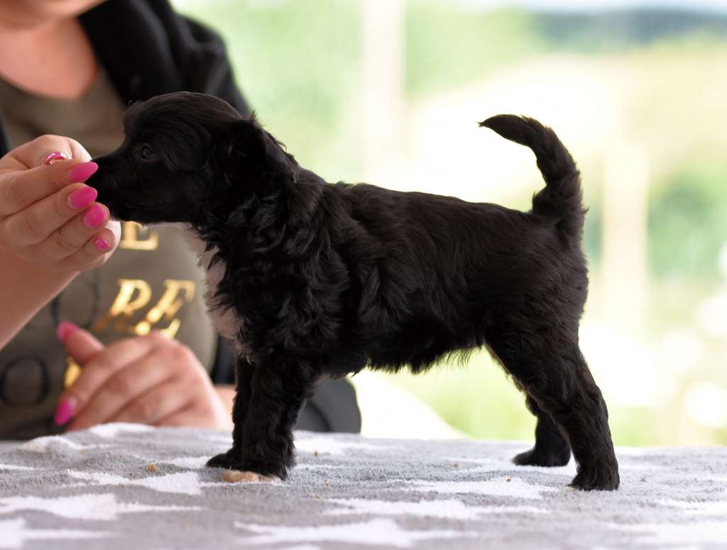 Royalette's Handle With Care