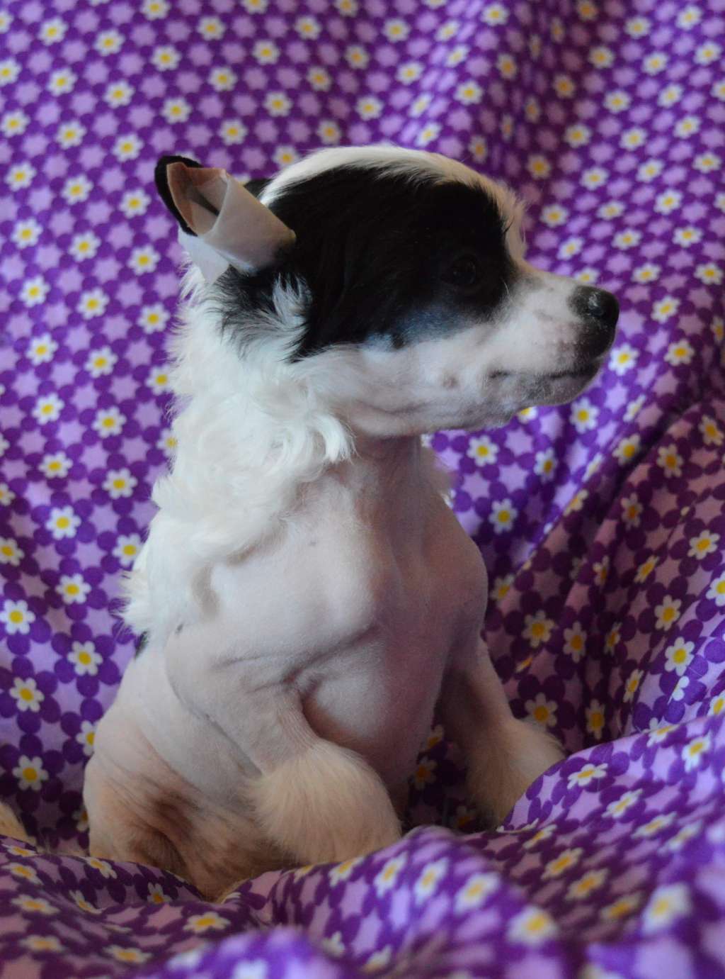 Magnus Staff Final Fantasy