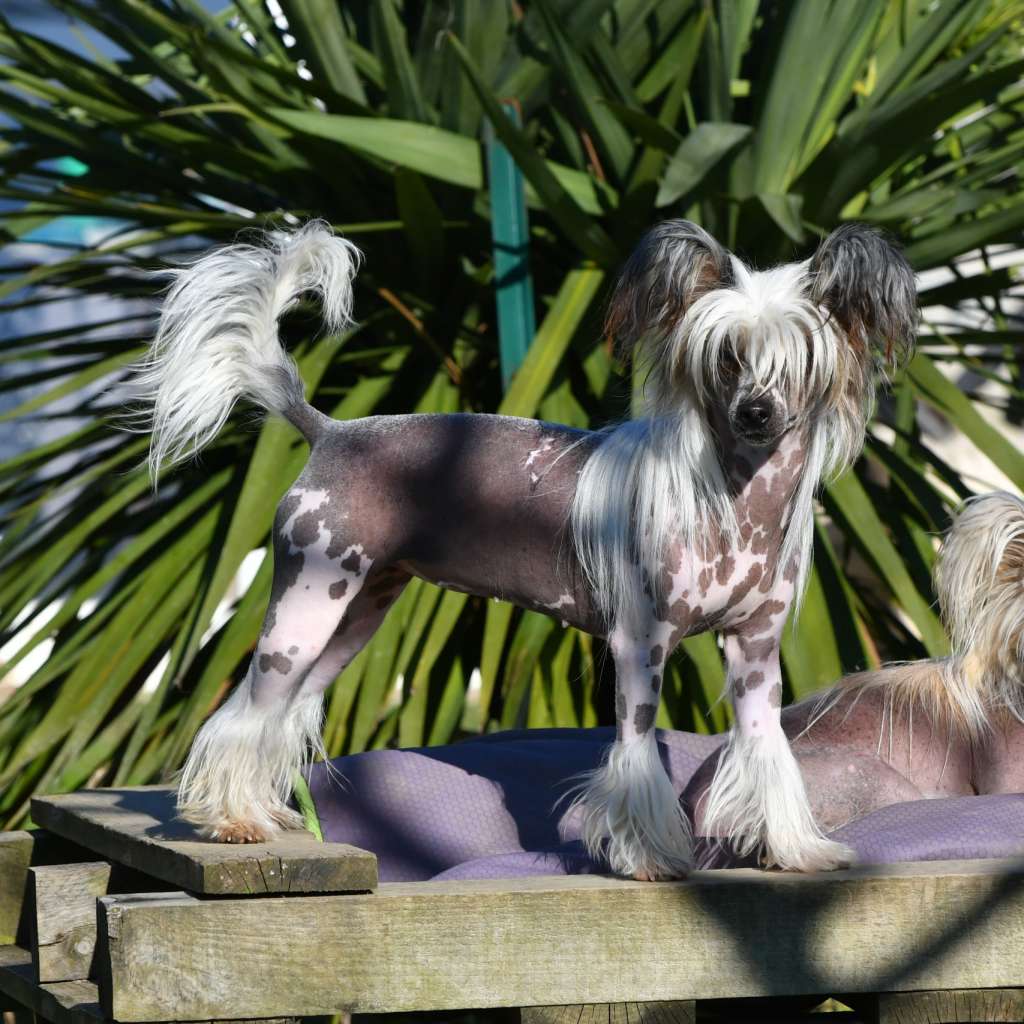 Little Dog Of Dream Rondinara