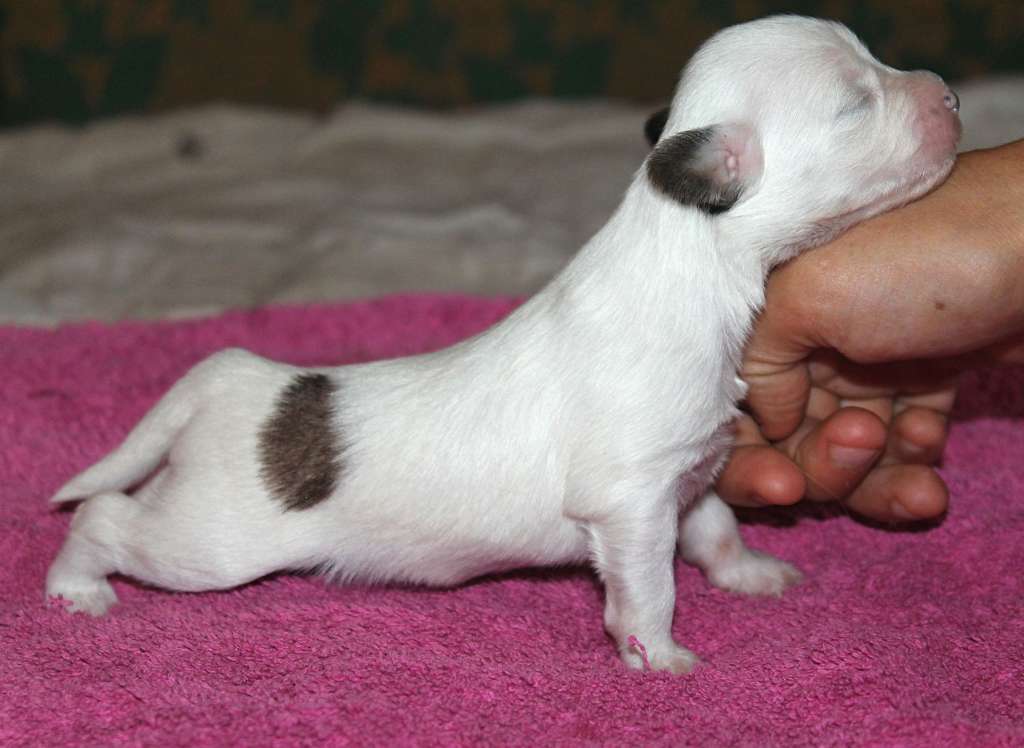 Medea Molosos Gratzi