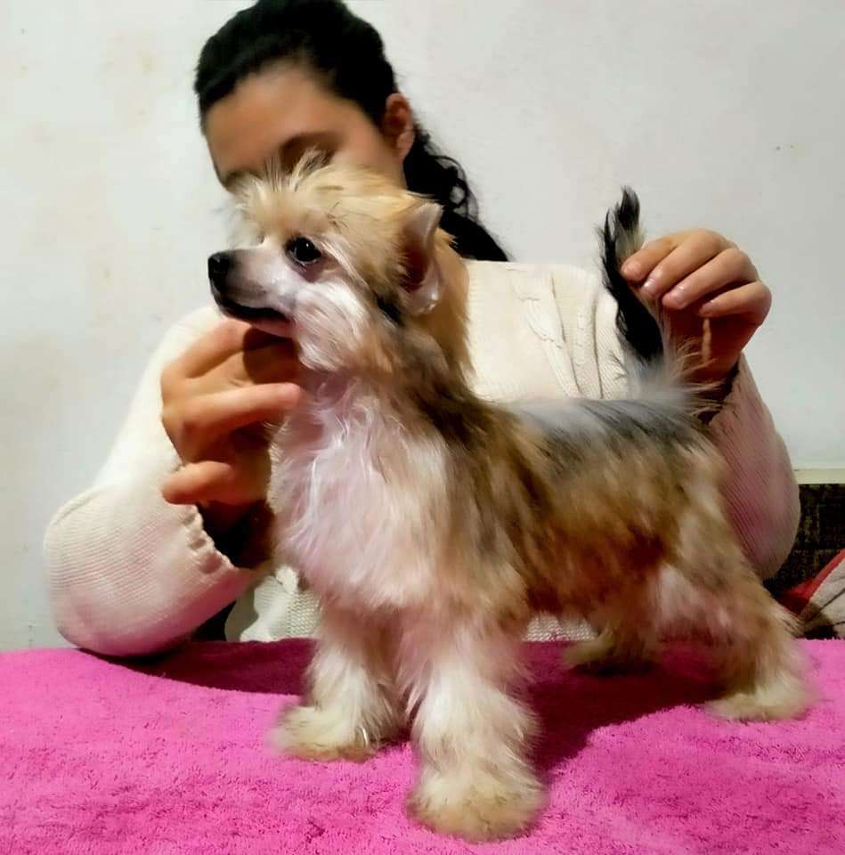 Melania Molosos Gratzi