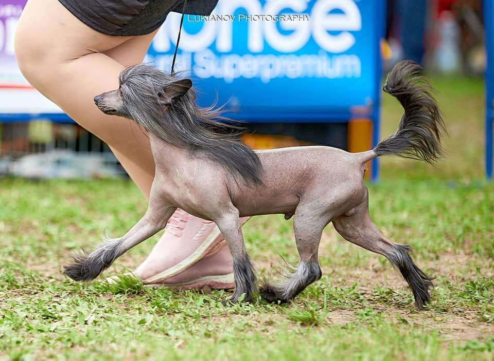 Ch.Magnetto Molosos Gratzi