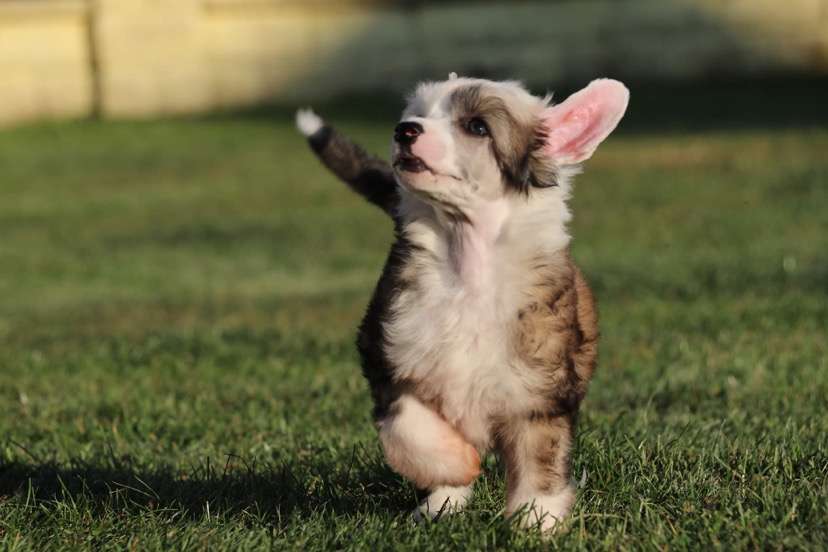 Gangnam Style Princes de la Roses