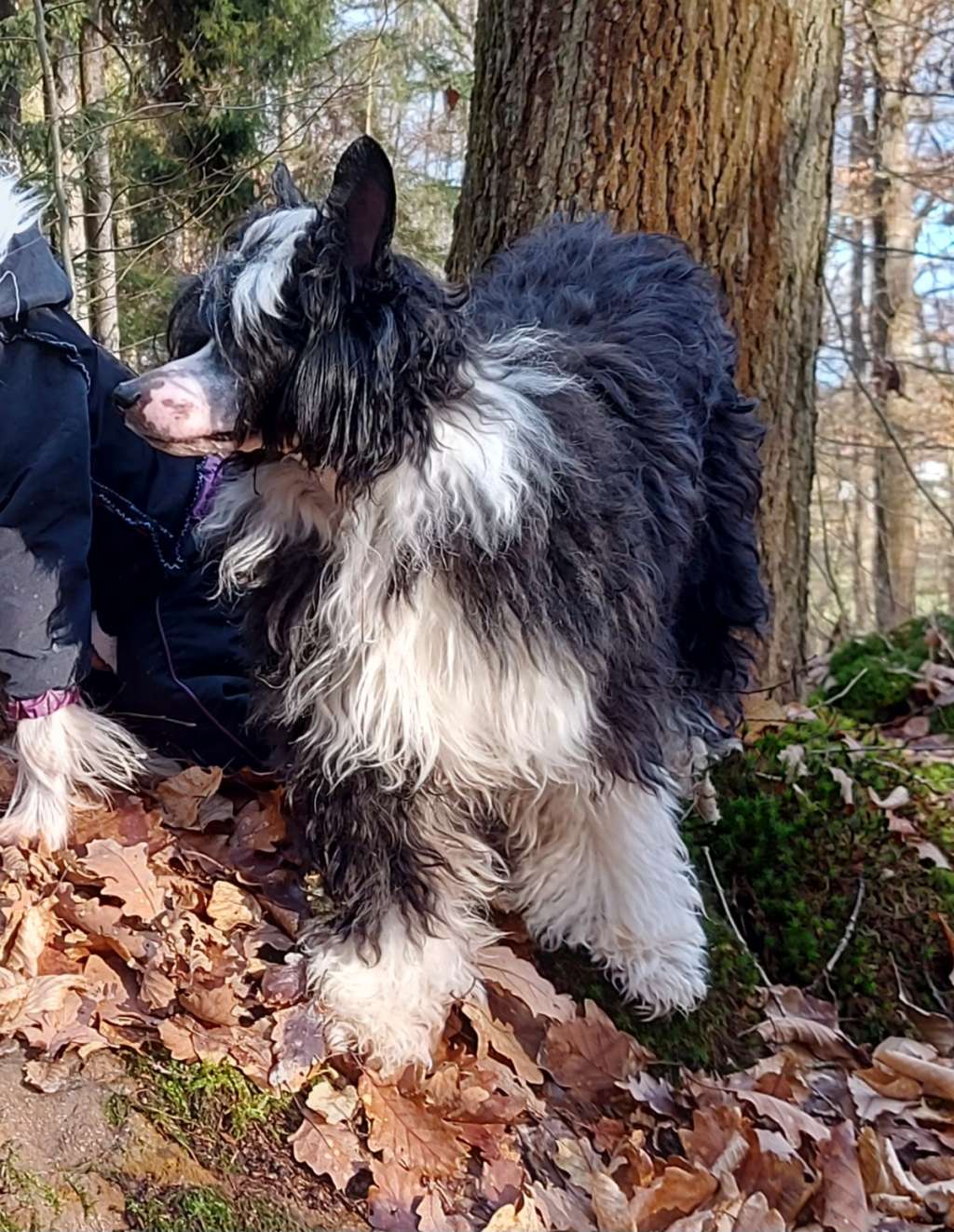 Firlefanz Heritage of Han