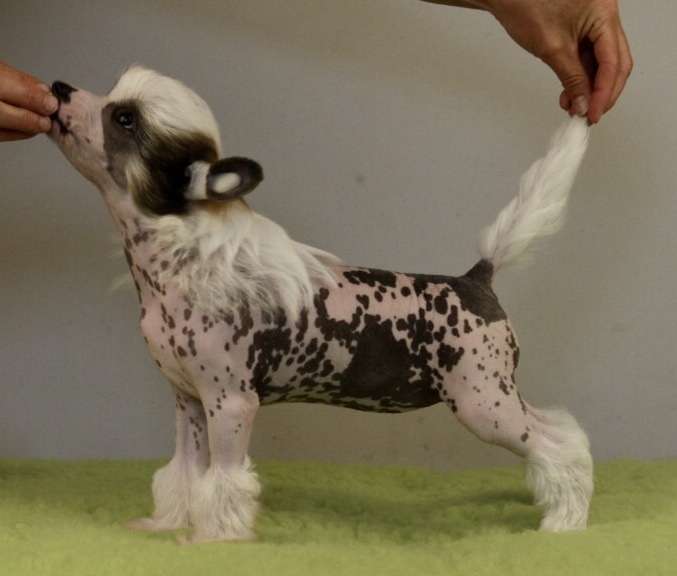 For Eternity Heritage of Han