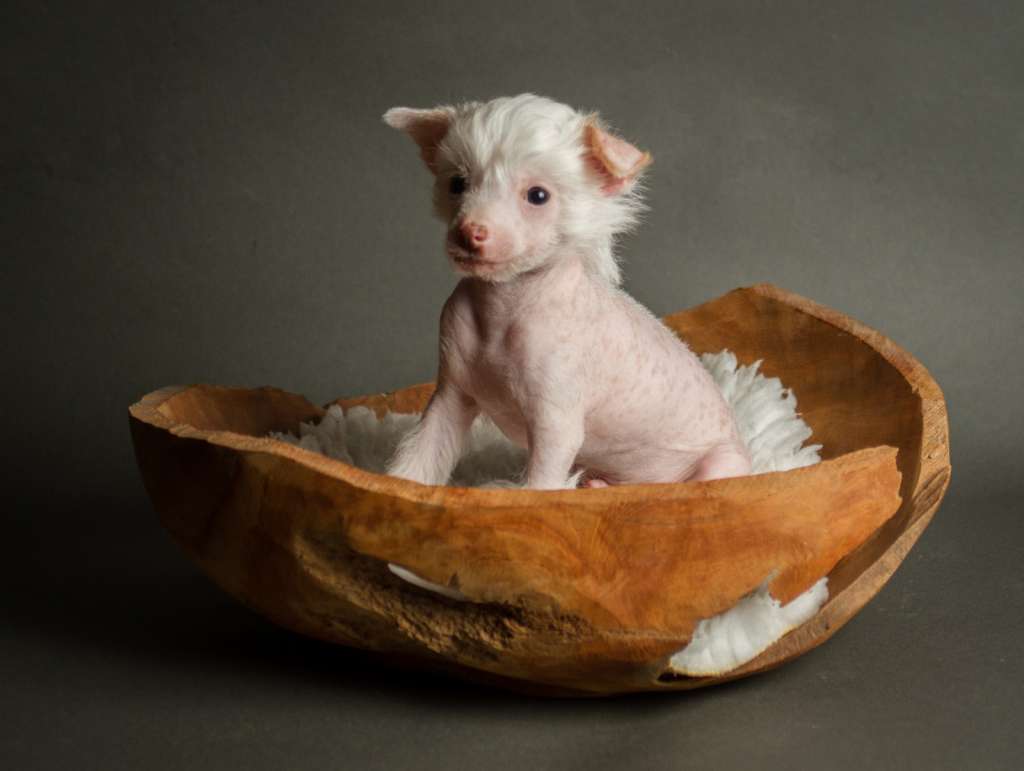 Gin Fizz Heritage of Han