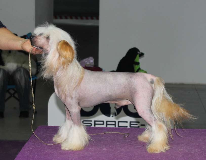 Angel O Check Dunkan Maklaud