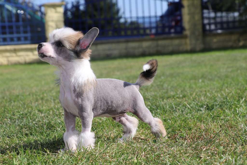 Hall Of Fame Princes de la Roses