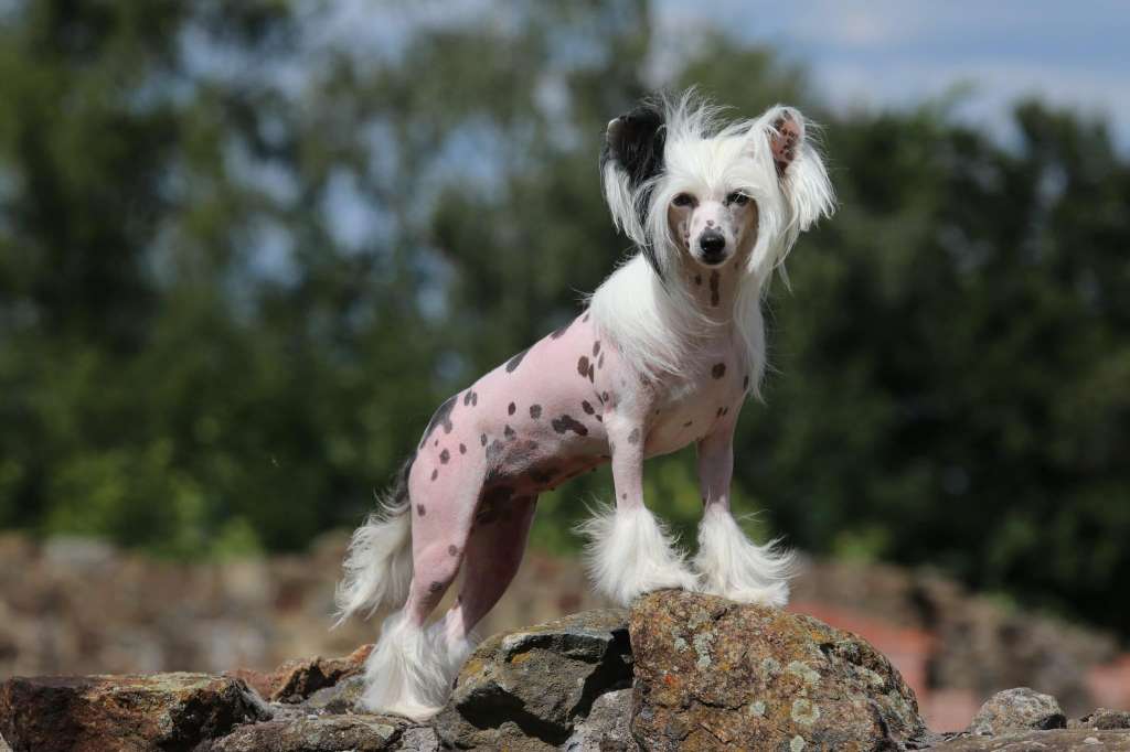 Hello Sunshine Princes de la Roses