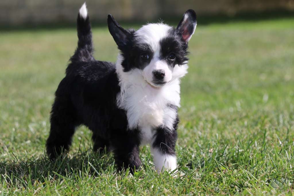 How You Like That  Princes de la Roses