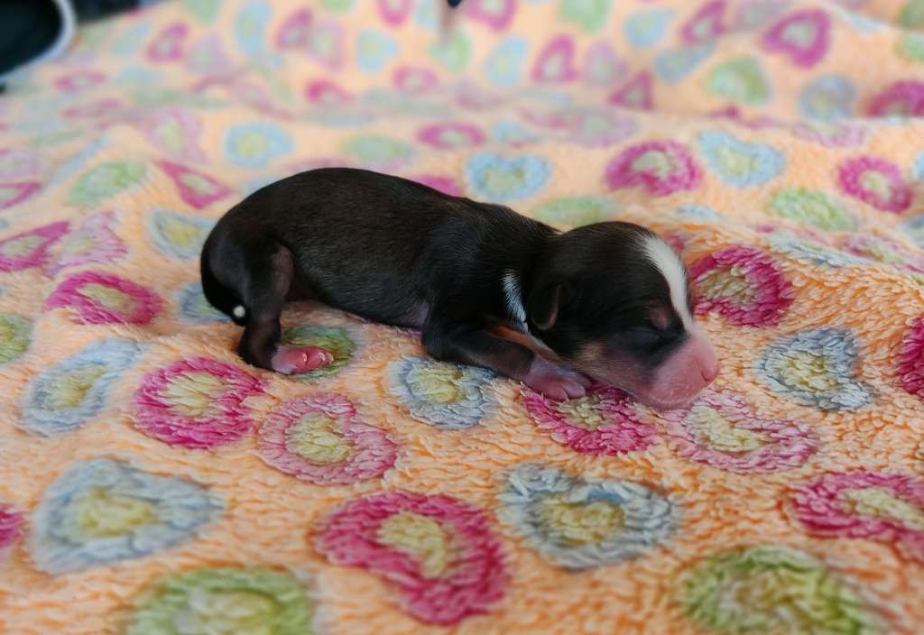 Little Dog Of Dream Roméo