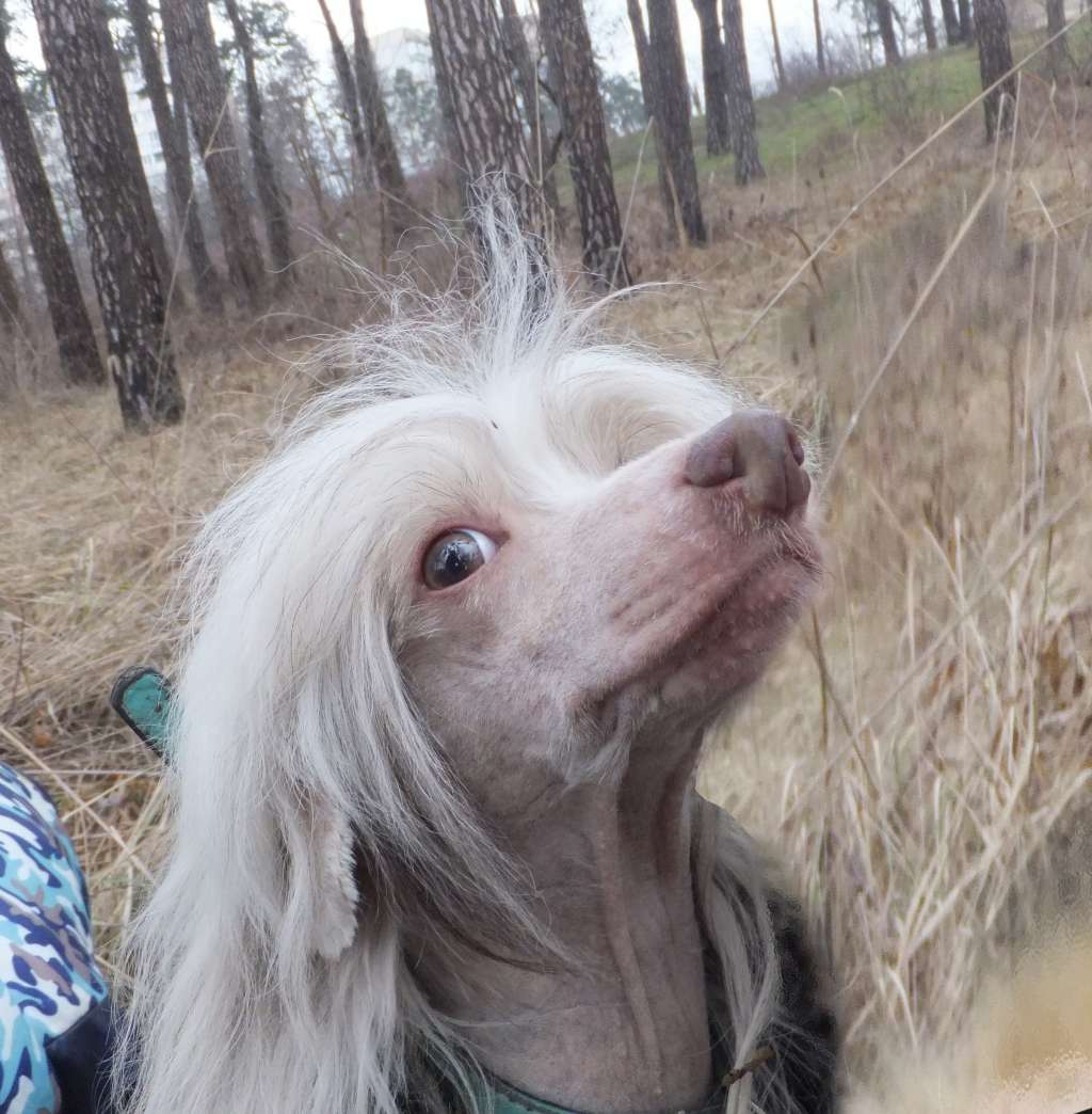 Legion Of Dream Patric amazing