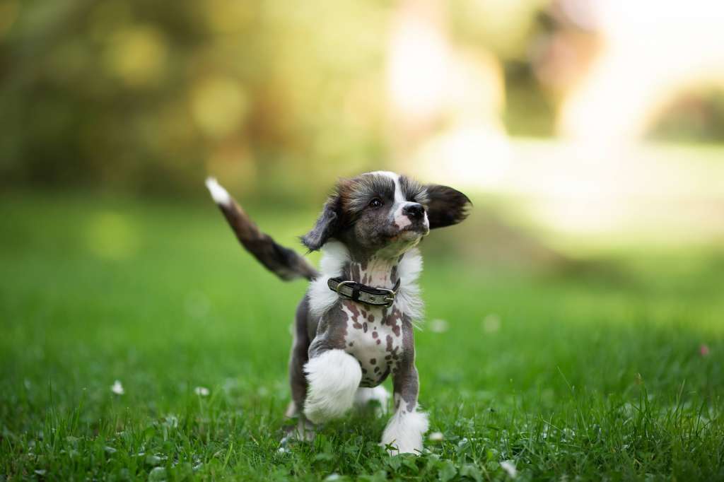 Crested Vixen's Chinese Fireball